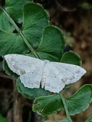 Scopula propinquaria