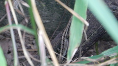 Hemidactylus bowringii