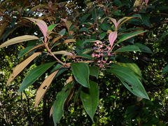 Miconia mirabilis