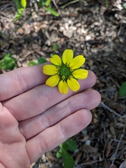 Berlandiera subacaulis