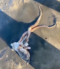 Octopus americanus