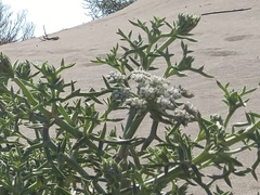 Echinophora spinosa image
