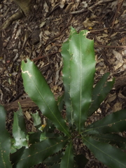 Macadamia tetraphylla