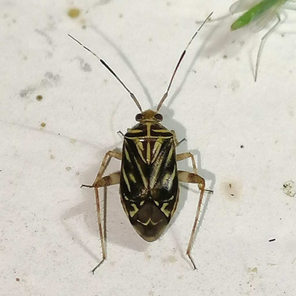 Taedia signata