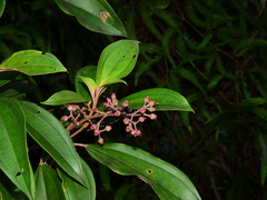 Miconia mirabilis
