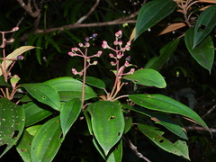 Miconia mirabilis