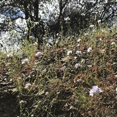 Gilia capitata abrotanifolia