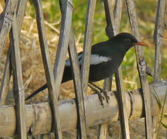 Turdus boulboul