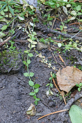 Stellaria obtusa