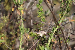 Copestylum apiciferum