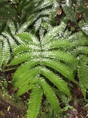 Tectaria heracleifolia