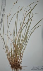 Carex gracilescens