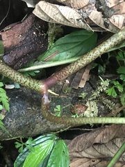 Peperomia hernandiifolia