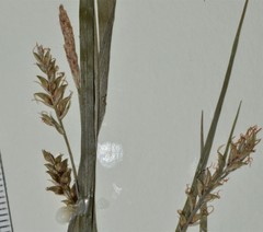 Carex gracilescens