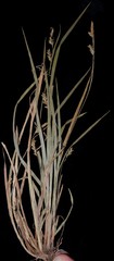 Carex gracilescens