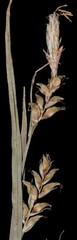 Carex gracilescens