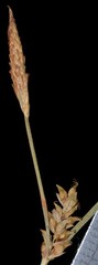 Carex gracilescens