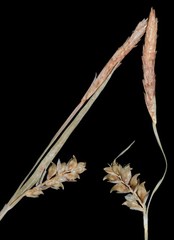 Carex gracilescens