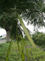 Mariosousa coulteri