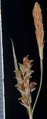 Carex gracilescens
