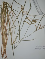 Carex prasina
