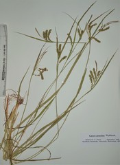 Carex prasina
