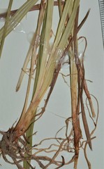 Carex prasina
