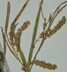 Carex prasina