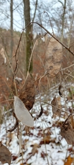 Lunaria rediviva