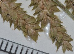 Carex prasina