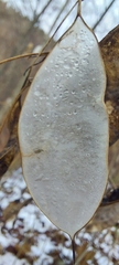 Lunaria rediviva