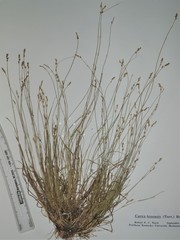 Carex texensis