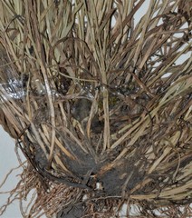 Carex texensis