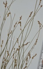 Carex texensis
