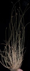 Carex texensis