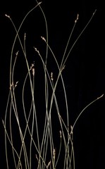 Carex texensis