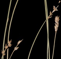 Carex texensis