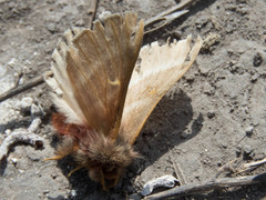 Hemileuca rubridorsa