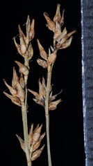 Carex texensis