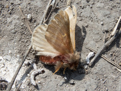 Hemileuca rubridorsa