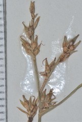 Carex texensis