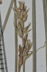 Carex texensis