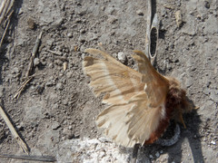 Hemileuca rubridorsa