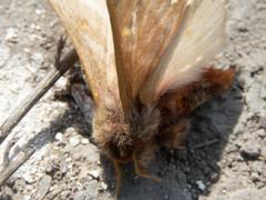 Hemileuca rubridorsa