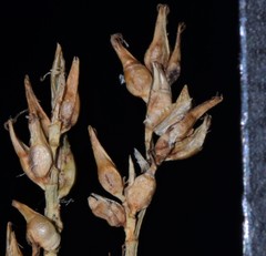 Carex texensis
