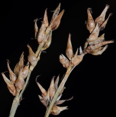 Carex texensis