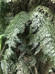 Hymenophyllum demissum