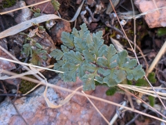 Myriopteris wrightii