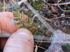 Myriopteris wrightii