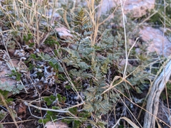 Myriopteris wrightii